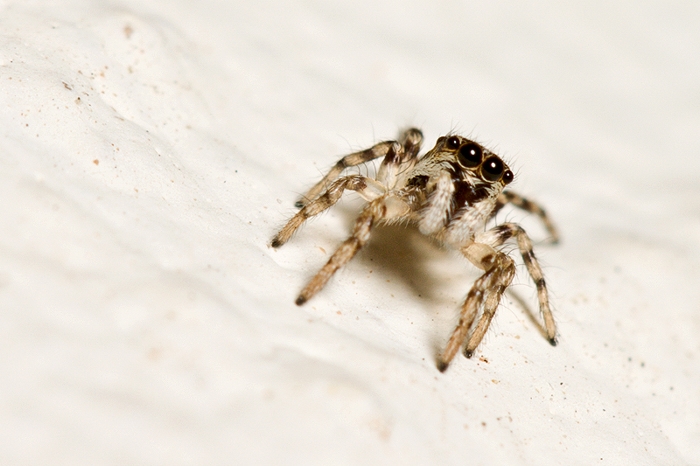 Salticus sp.
