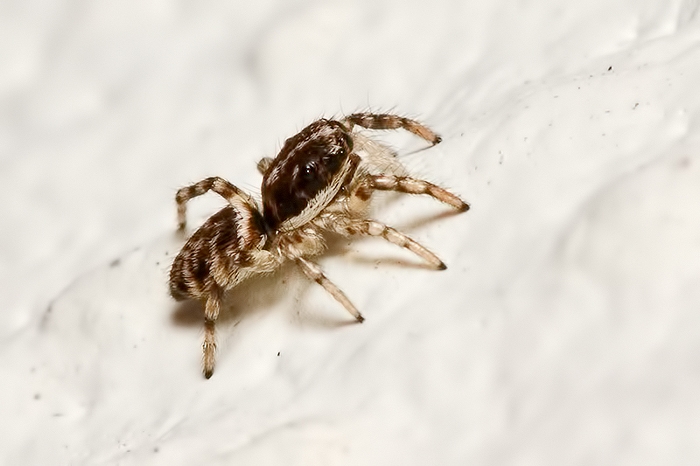 Salticus sp.
