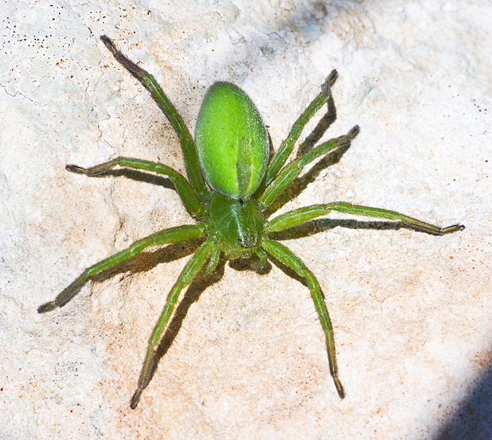 Micrommata ligurina