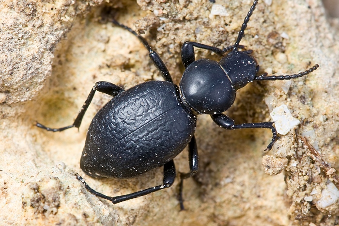 Da identificare - Tentyria sp.