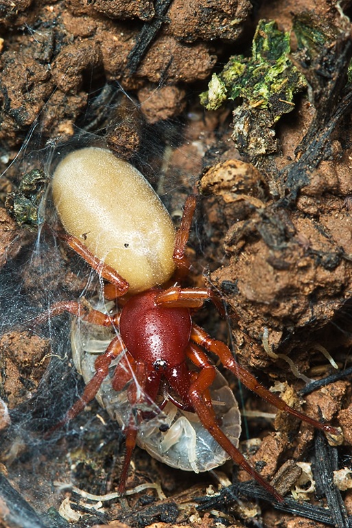 Enoplognatha sp.