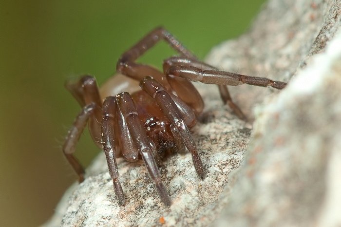 Trachyzelotes sp.
