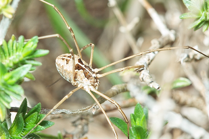 Metaphalangium sp. ??