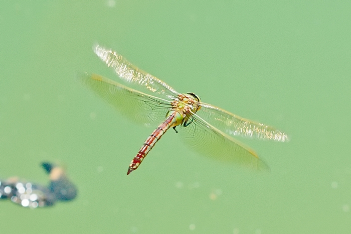 Anax imperator
