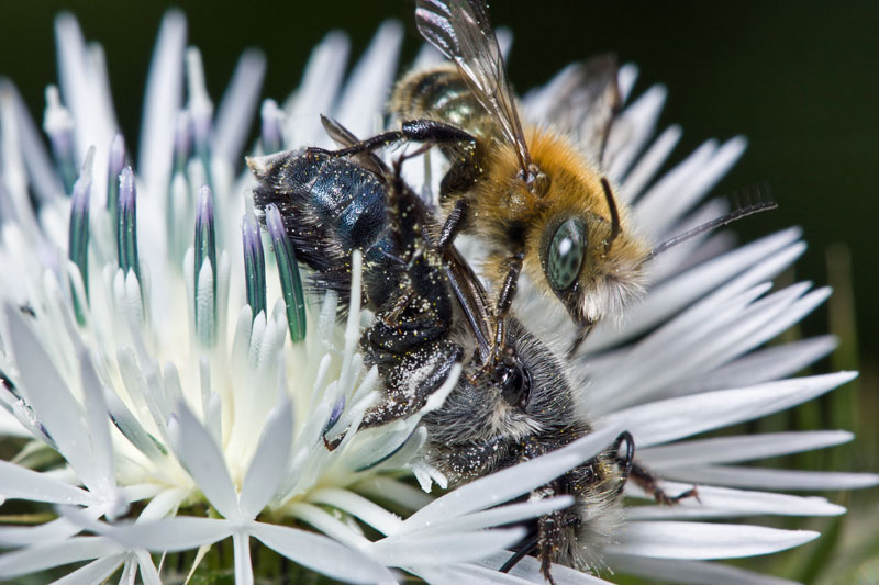Due apoidei su un fiore