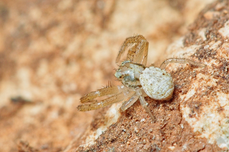 Xysticus sp.