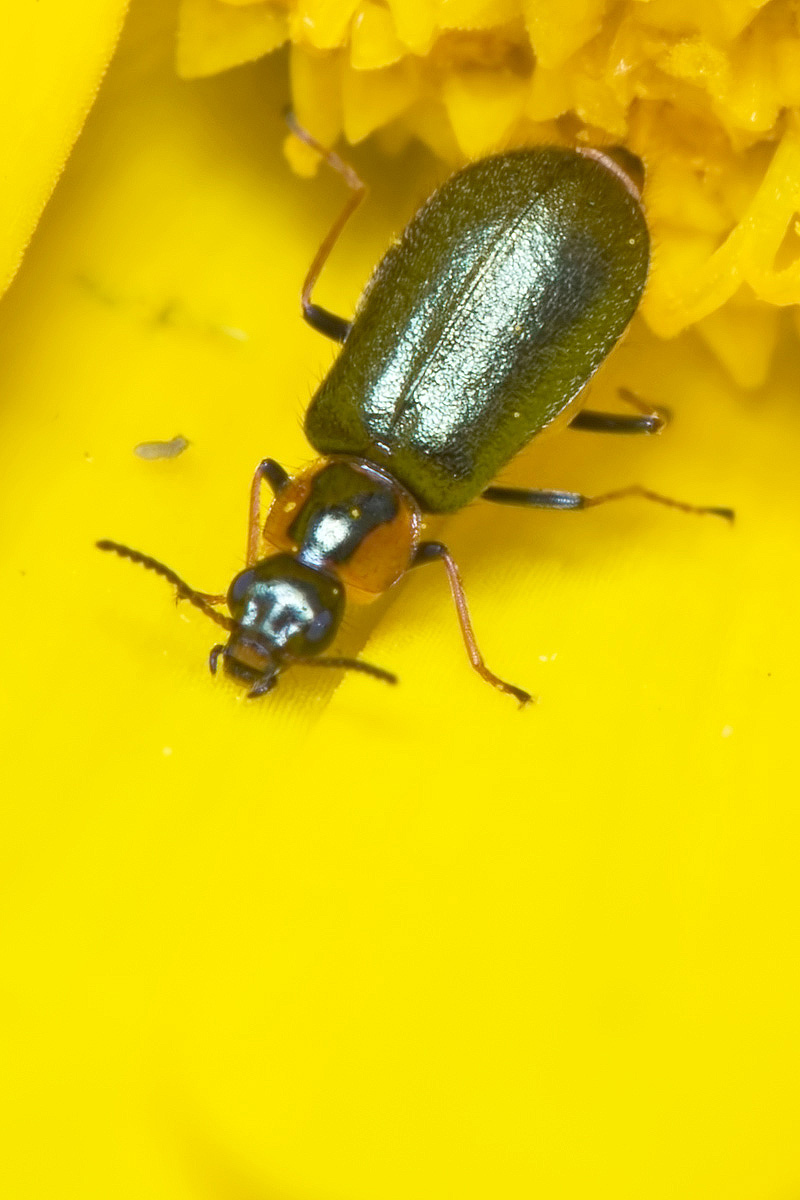 Attalus melitensis (cf.) (Malachiidae)