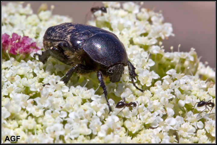 Athiessa floralis, Asida sp. e strane formiche