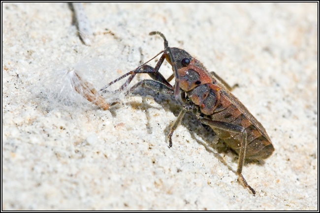 Lygaeidae: Apterola kunckeli di Malta