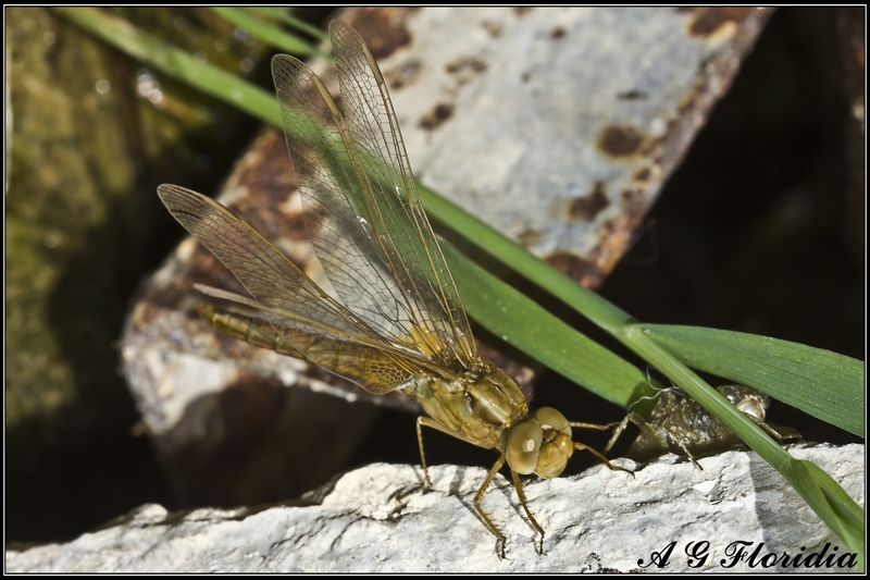 Photographic Guide to Exuviae of European Dragonflies