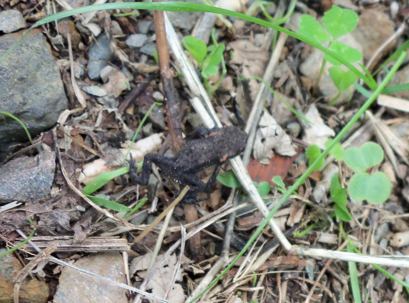 Bufo Bufo giovane