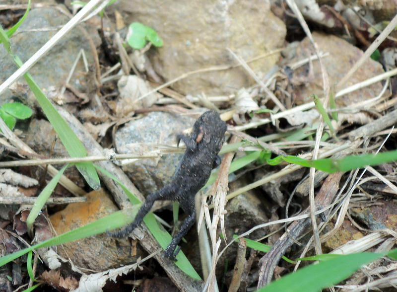 Bufo Bufo giovane