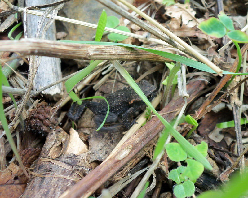 Bufo Bufo giovane