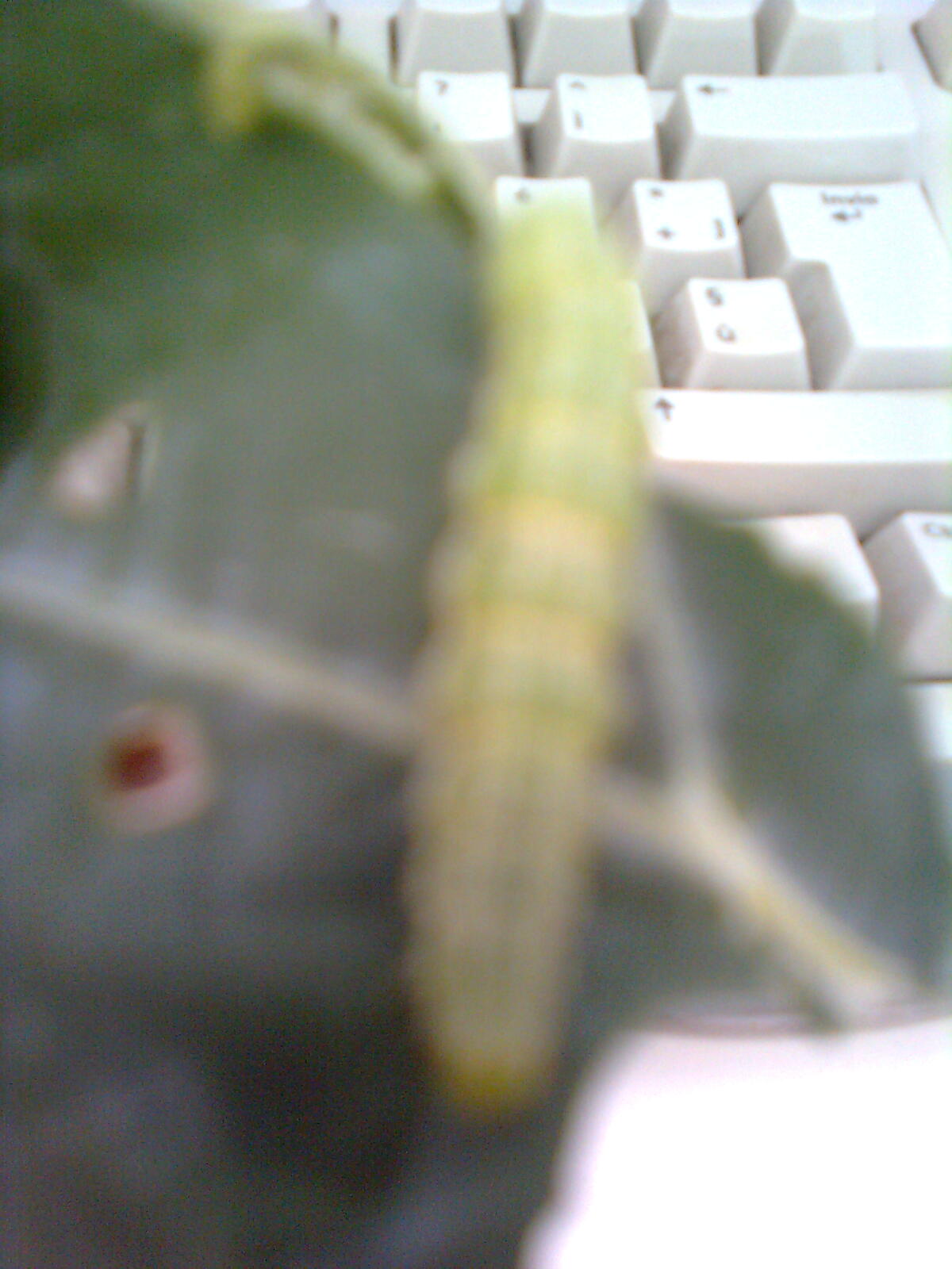bruco trovato in broccoli...