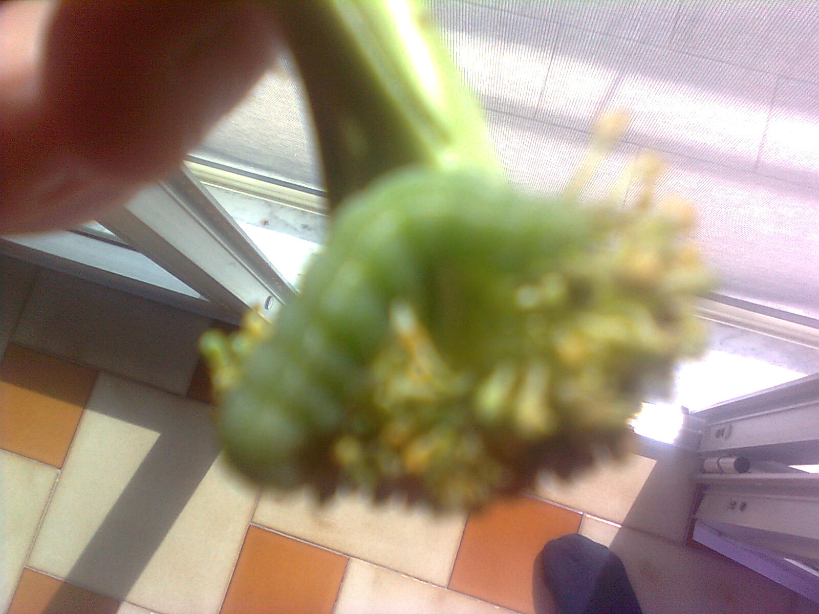 bruco trovato in broccoli...