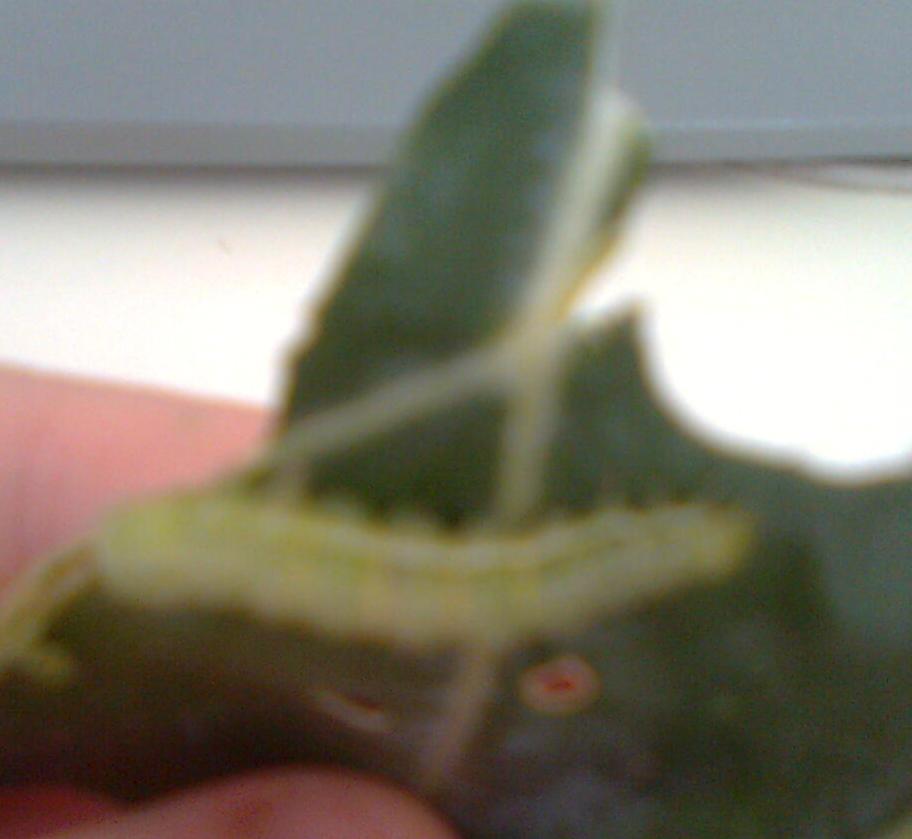 bruco trovato in broccoli...