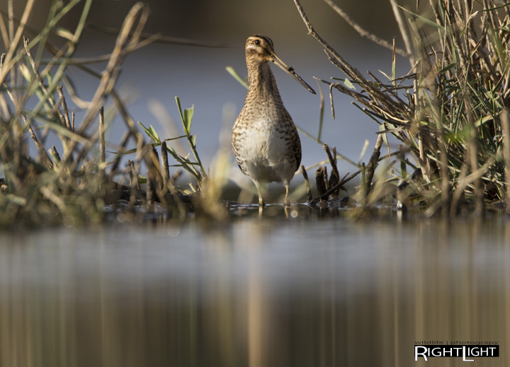 Beccaccino - Common Snipe - Gallinago Gallinago