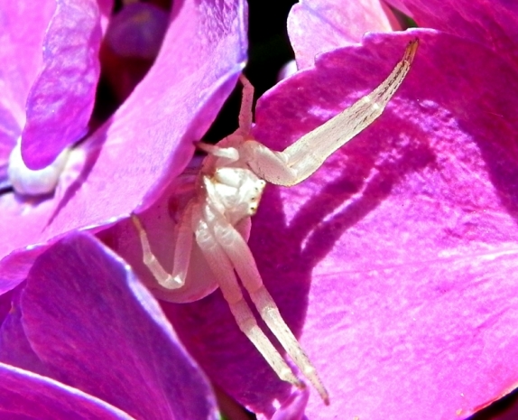 Misumena vatia