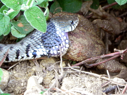 serpente mangia rospo