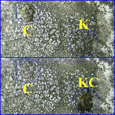 Lichene crustose con apoteci blu