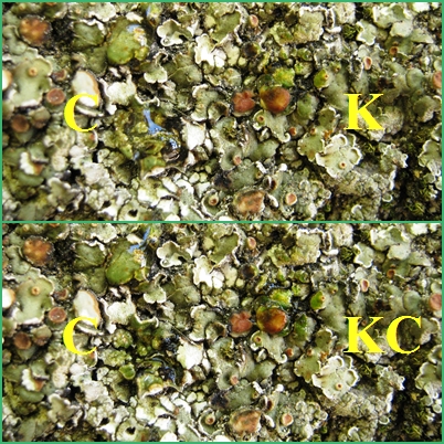 Squamarina cartilaginea?