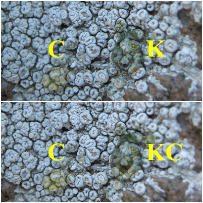 Ochrolechia: Da determinare