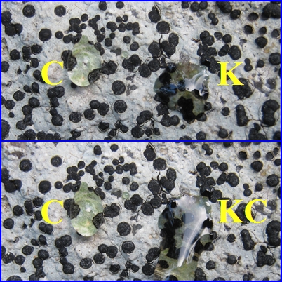 Porpidia sp. - Crustose lichene