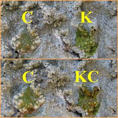 Punctelia: da determinare e curiosit�