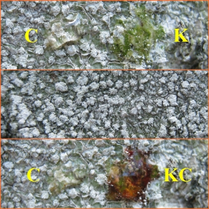 Pertusaria 1