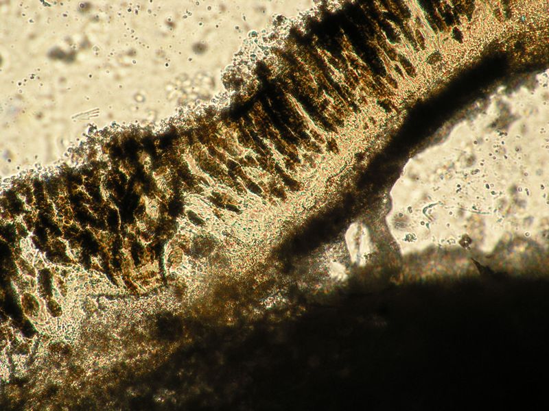 Diploschistes: da determinare