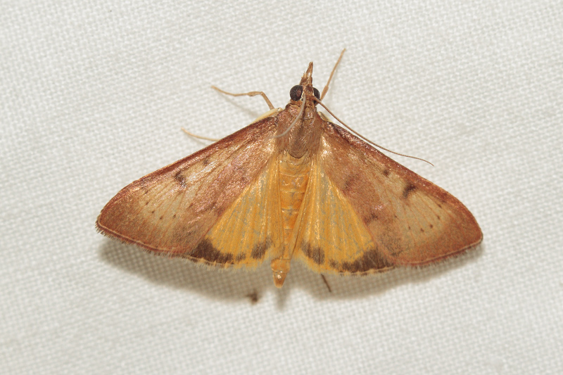falena per identificare