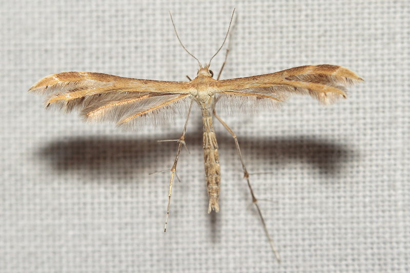 bellissima farfalla per identificare