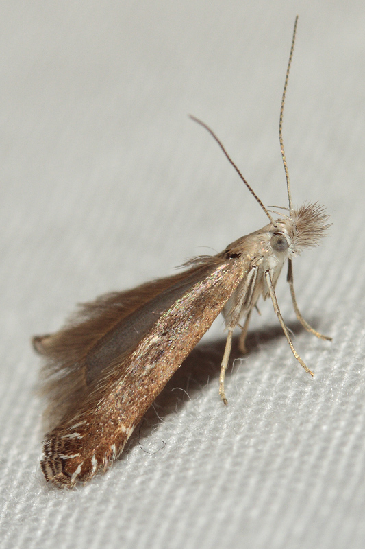 identificare piccola farfalla