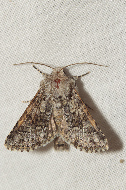  rumicis Acronicta?
