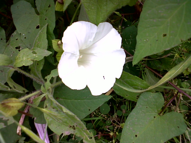 Calystegia sylvatica