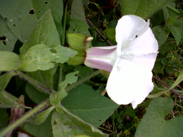 Calystegia sylvatica