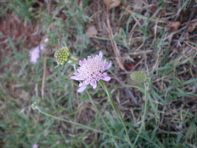 da determinare - Scabiosa sp.