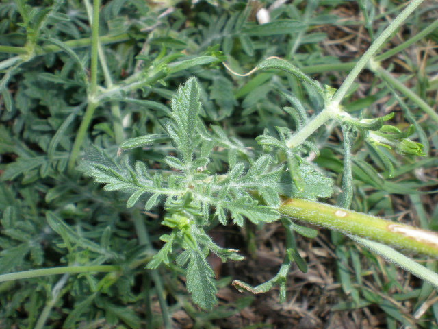 da determinare - Scabiosa sp.