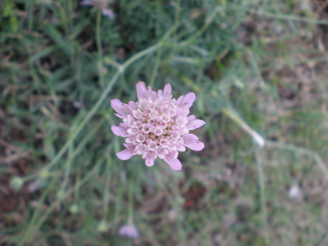 da determinare - Scabiosa sp.