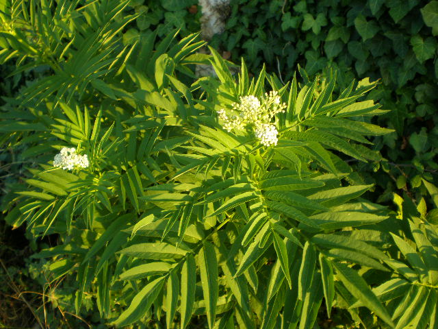 Sambucus ebulus