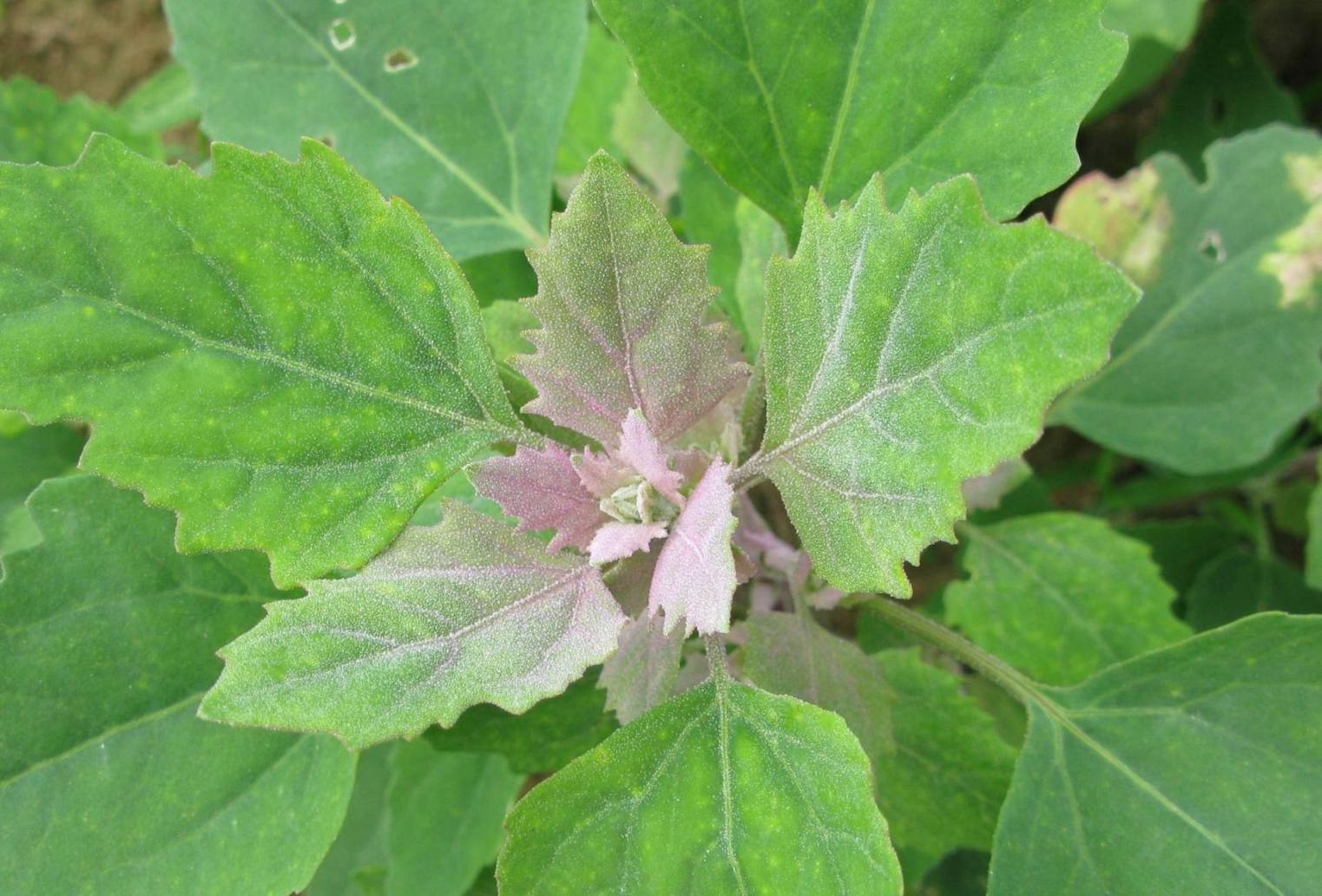 Chenopodium album - Farine di vari colori