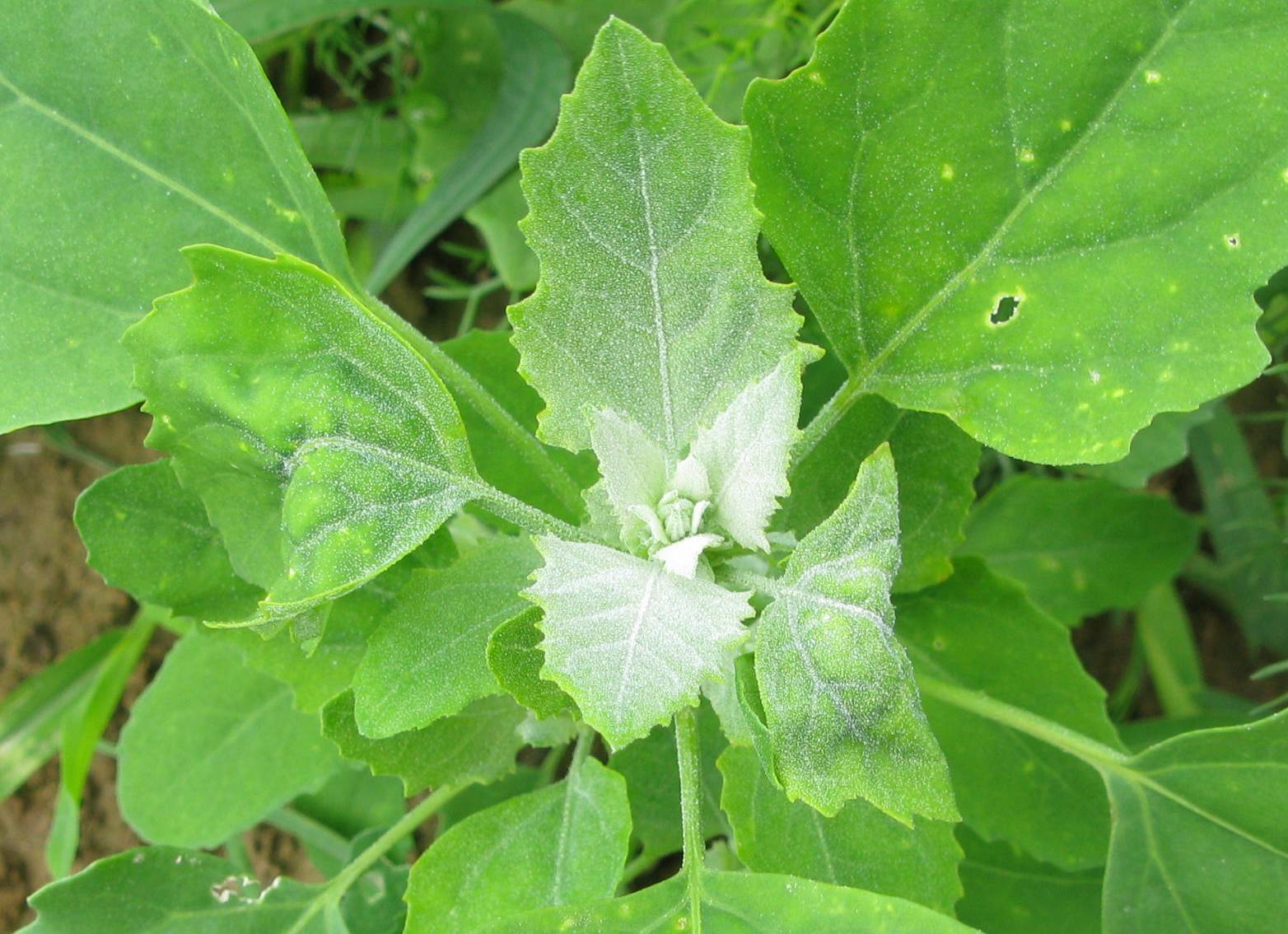 Chenopodium album - Farine di vari colori