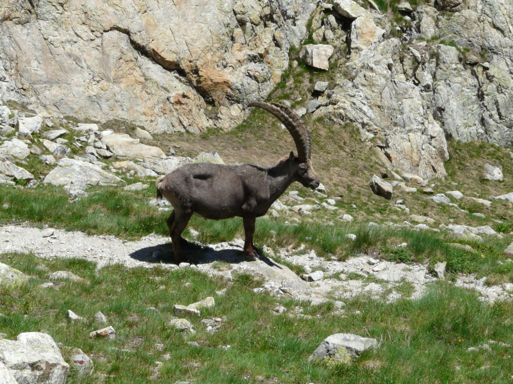 Traccia di lupo sulle Alpi Marittime?