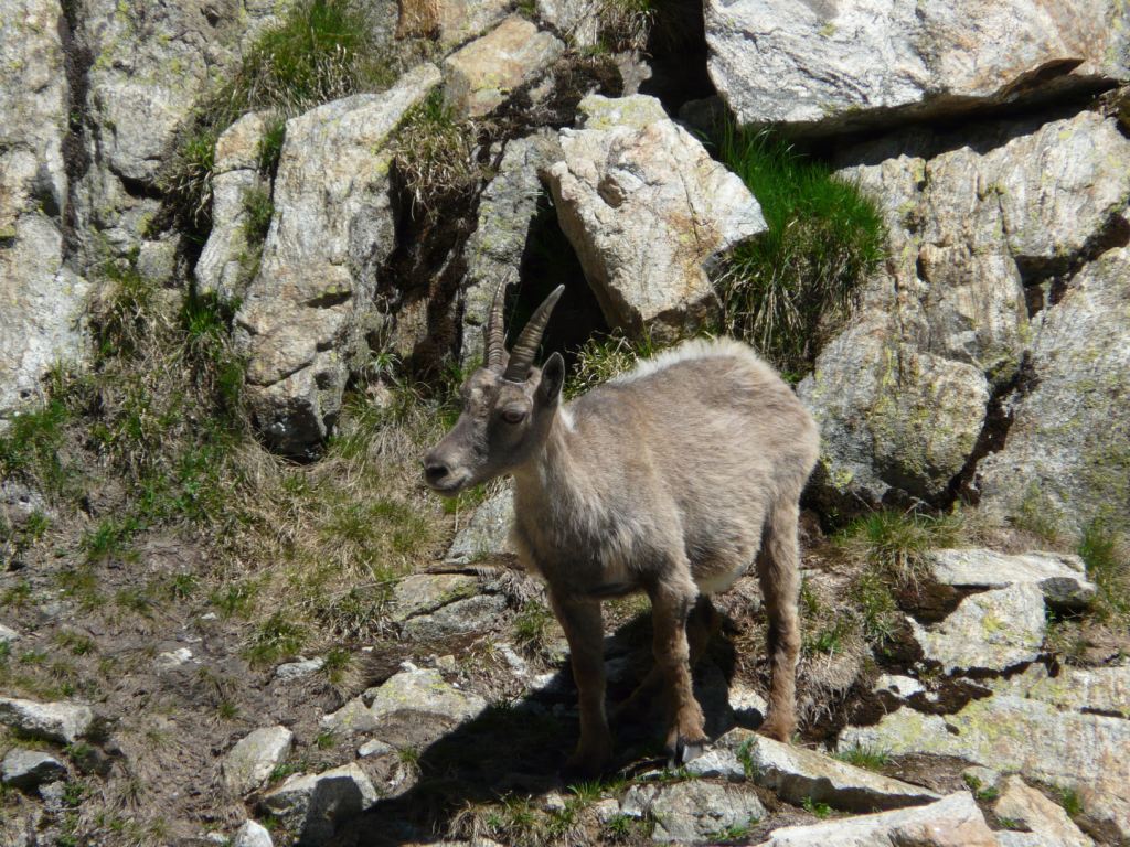 Traccia di lupo sulle Alpi Marittime?