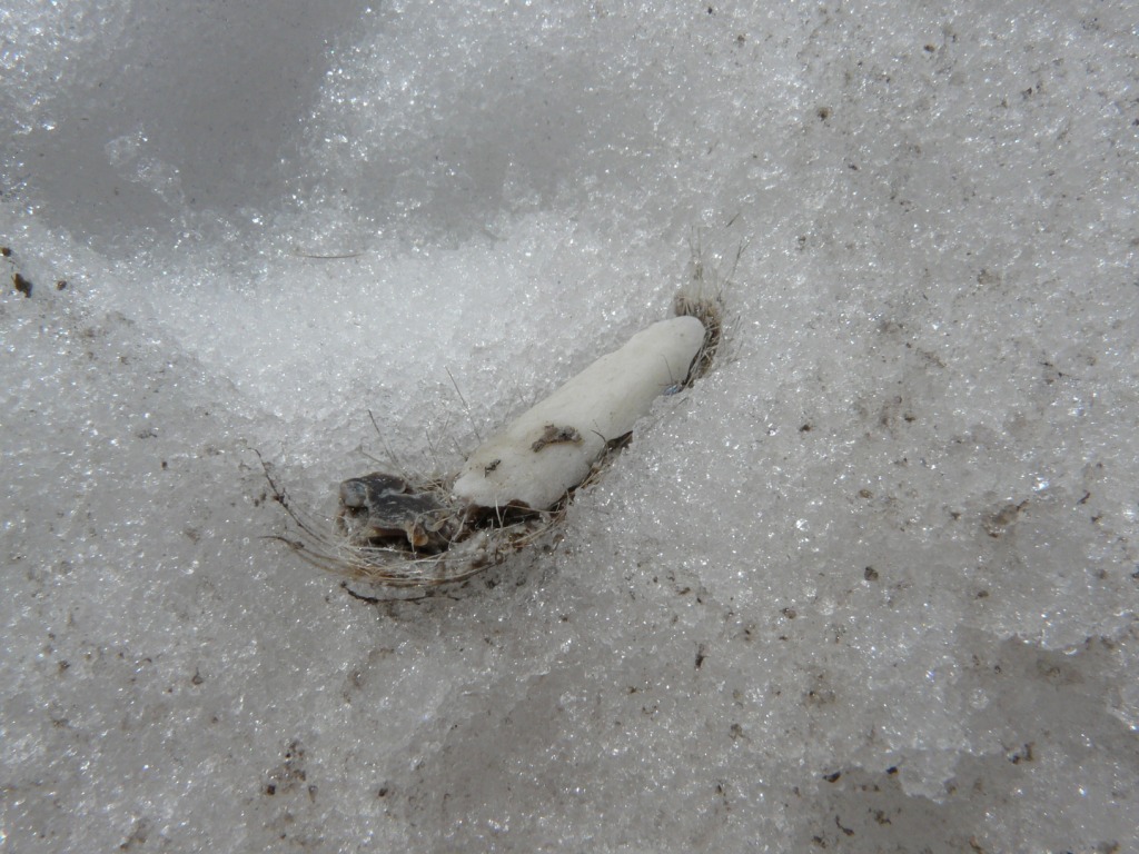 Traccia di lupo sulle Alpi Marittime?