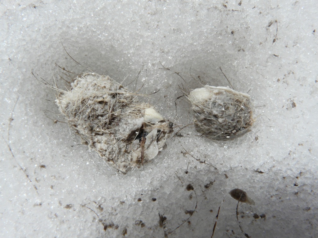 Traccia di lupo sulle Alpi Marittime?