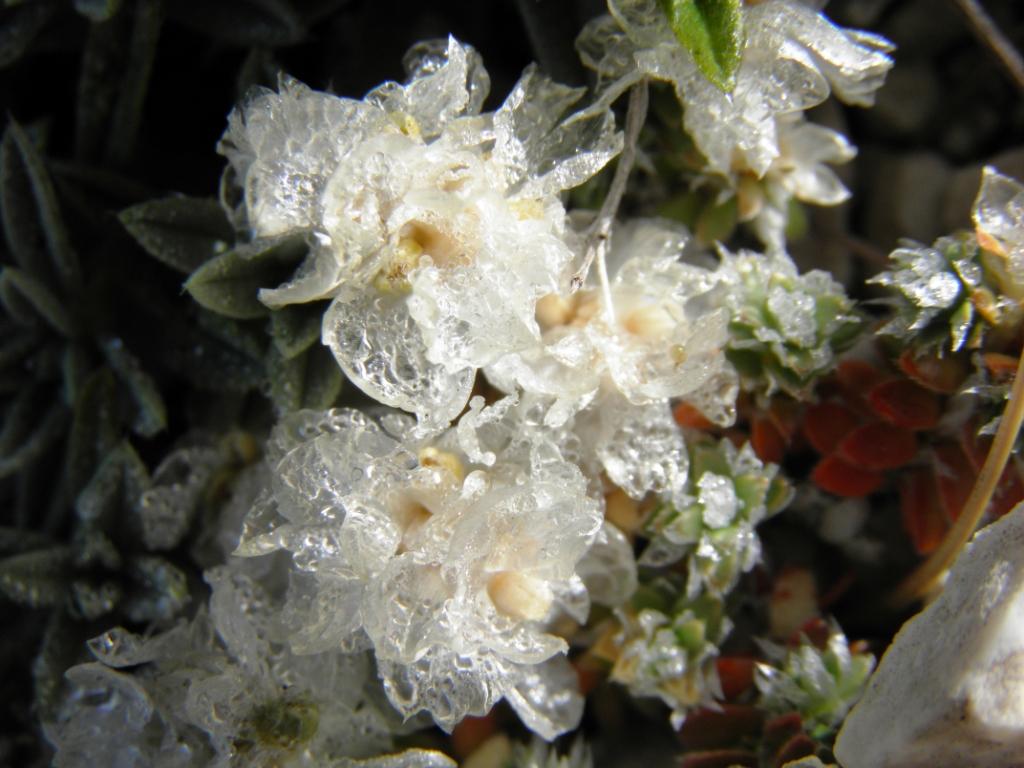 Fioriture spontanee sul terminillo
