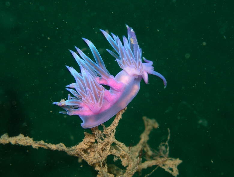 particolare intestino flabellina