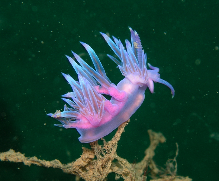 Particolare flabellina