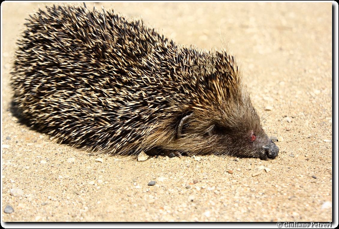 riccio (Erinaceus europaeus) tattica difensiva